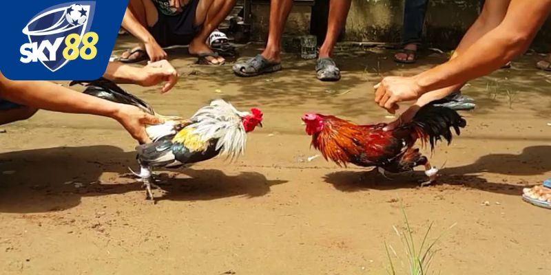 Các loại gà trong đá gà chọi