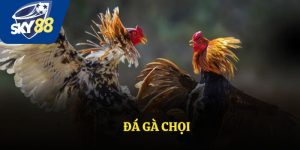 Đá Gà Chọi - Nét Văn Hoá Giải Trí Truyền Thống Lâu Đời