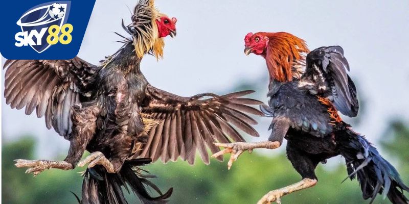 Giới thiệu đá gà SKy88