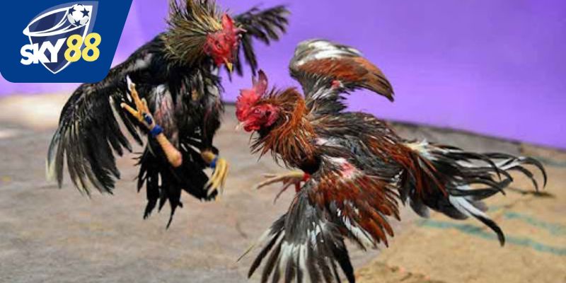 Lối đá gà chọi điêu luyện
