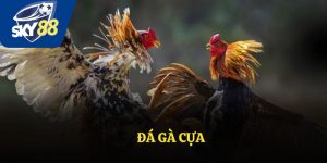Đá Gà Cựa - Nền Tảng Giải Trí Đáng Tin Cậy Hàng Đầu